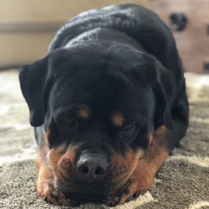 Meet your Posher, Brian